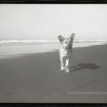 Beach dog.