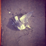 Dead seagull.